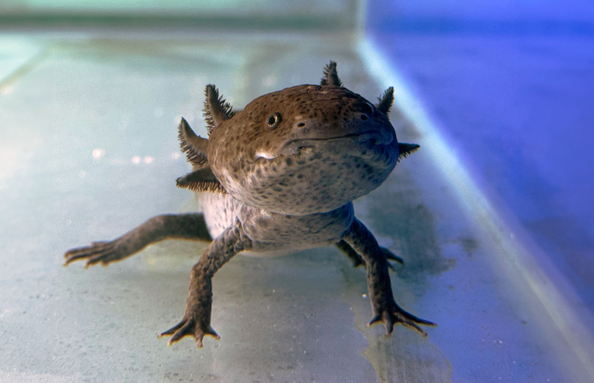 BioParque do Rio anuncia a chegada de novos animais nessas férias e inaugura o inédito “Reino dos Axolotes” BioParque do Rio anuncia a chegada de novos animais nessas férias e inaugura o inédito “Reino dos Axolotes”
