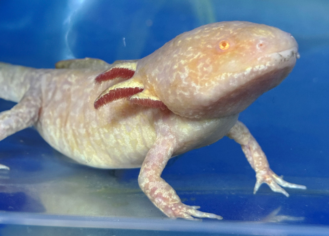 BioParque do Rio anuncia a chegada de novos animais nessas férias e inaugura o inédito “Reino dos Axolotes”