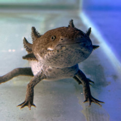 BioParque do Rio anuncia a chegada de novos animais nessas férias e inaugura o inédito “Reino dos Axolotes”