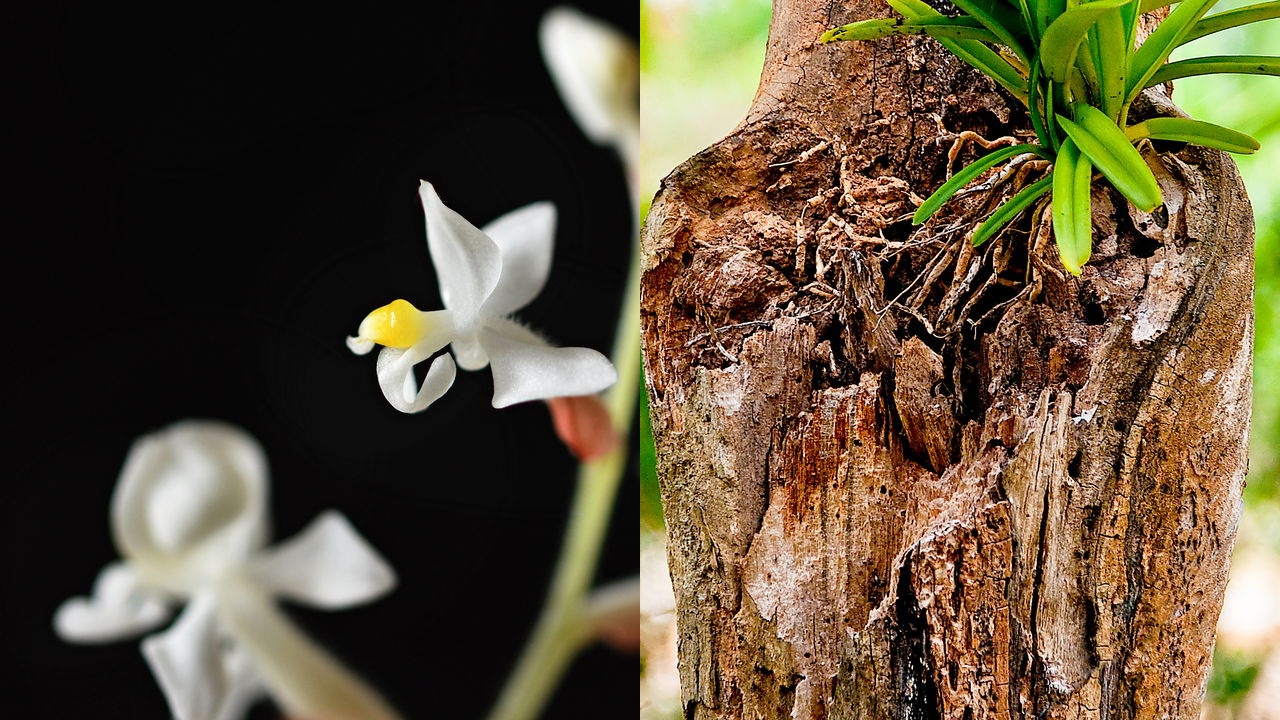 Samurai Orchid
