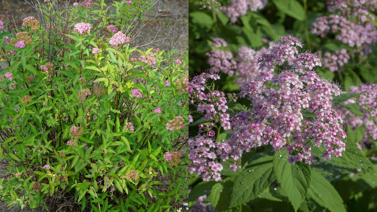 Spirea ‘Little Princess
