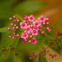 Spirea ‘Little Princess
