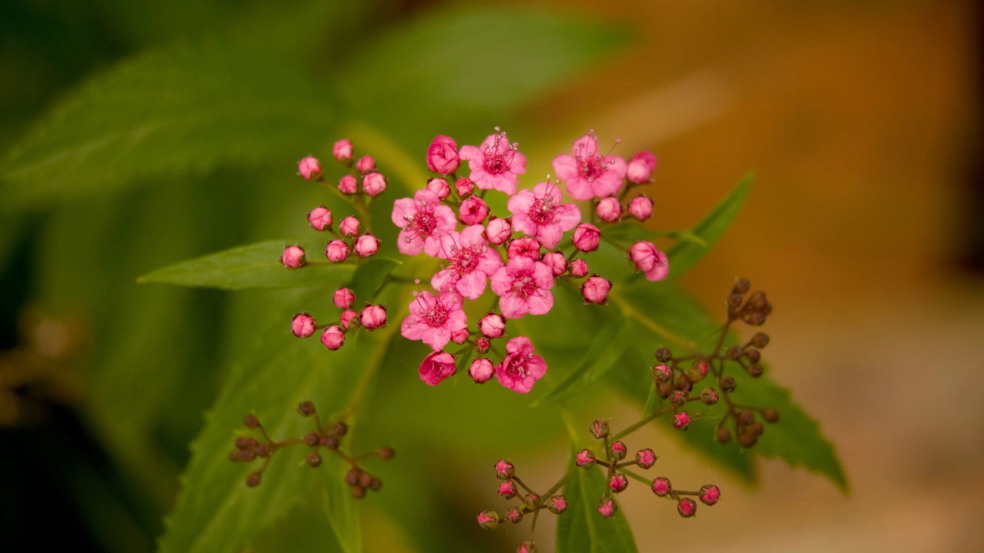 Spirea ‘Little Princess Spirea ‘Little Princess