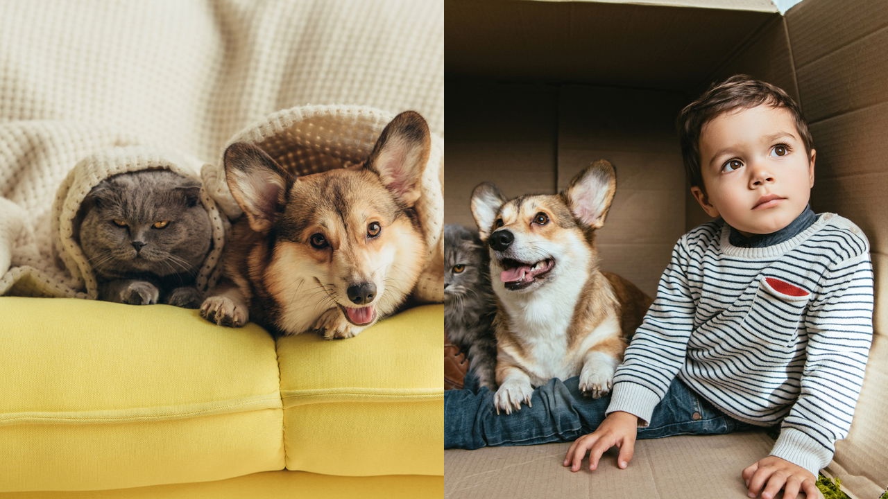 animais de estimação