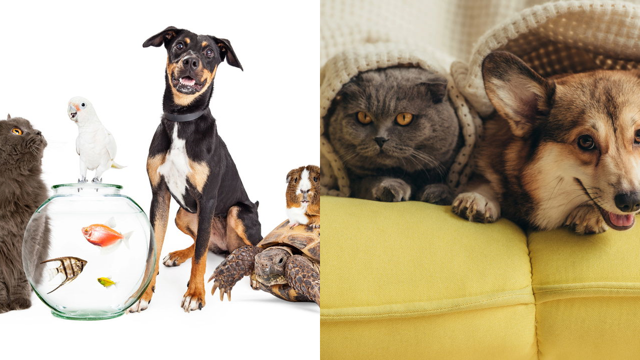 animais de estimação