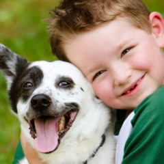 animais de estimação