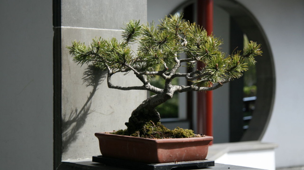 Bonsai fictício Bonsai fictício