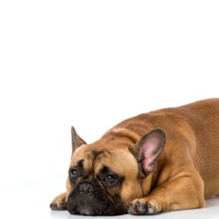 cachorro
