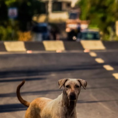 Acariciar cachorros