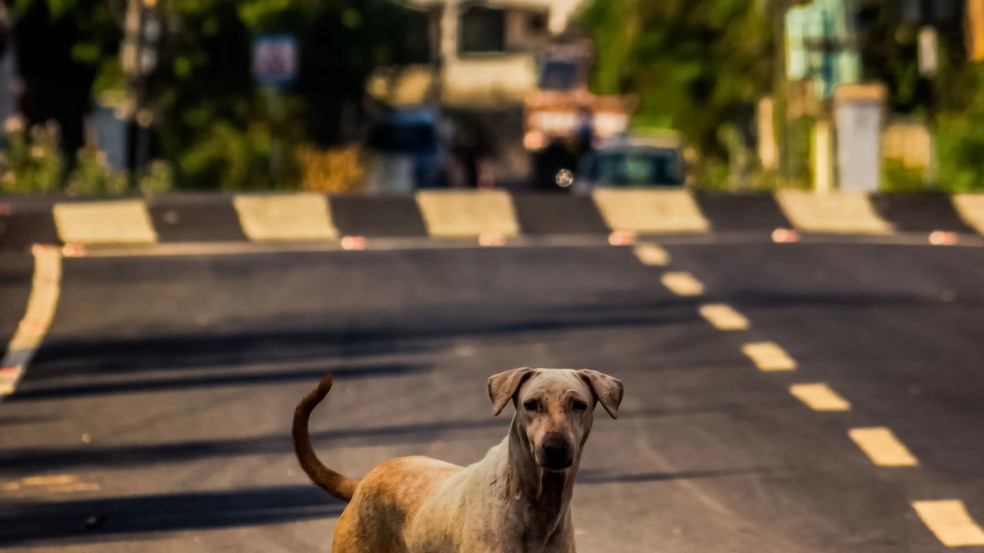 Acariciar cachorros Acariciar cachorros