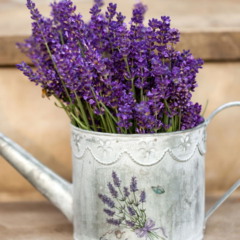 Lavanda