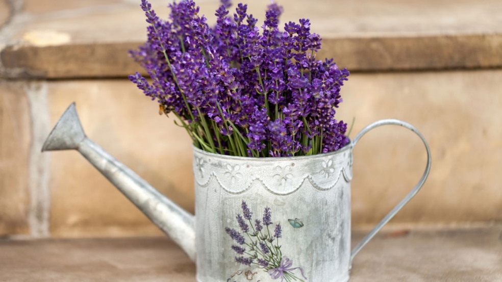 Lavanda Lavanda