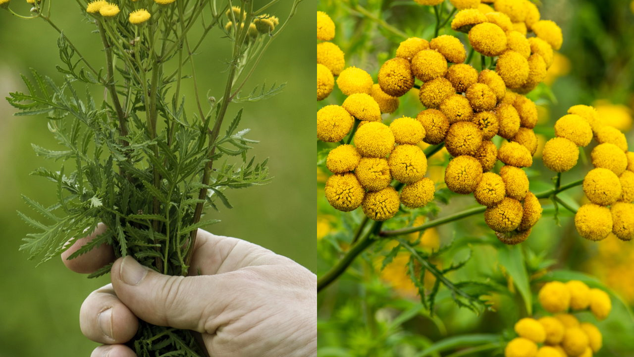 Planta tansy