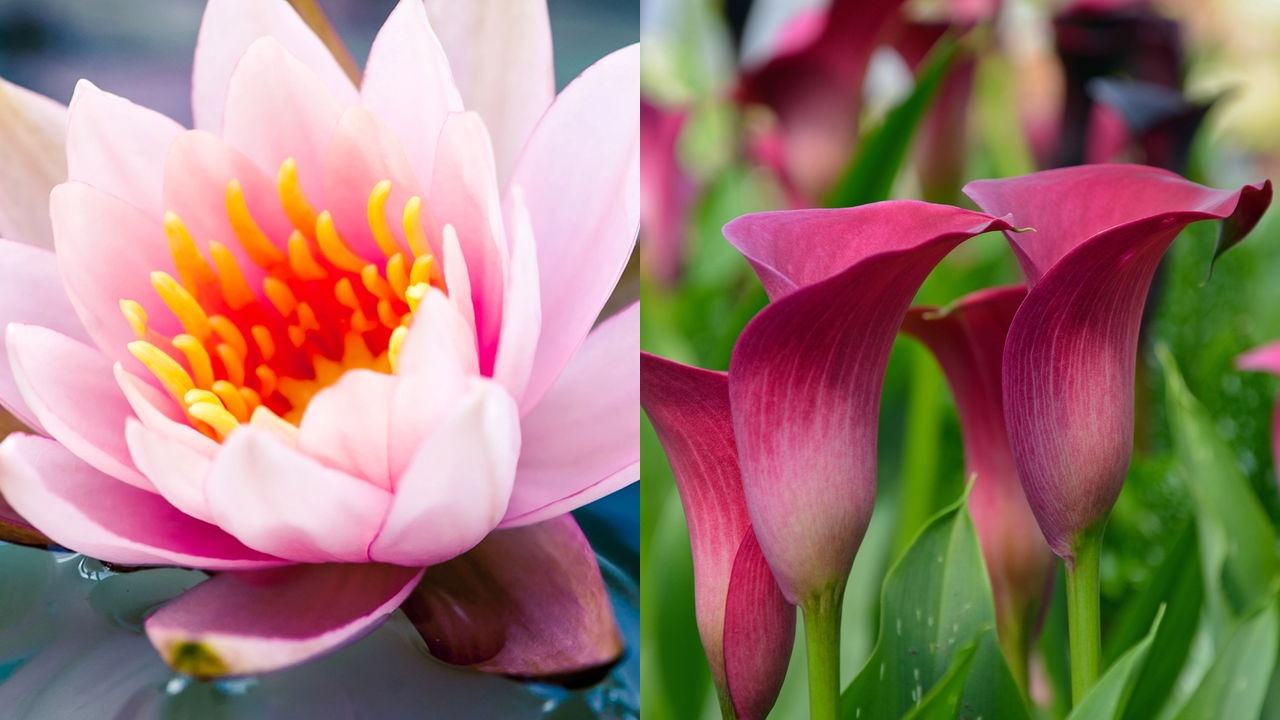 Flores lily pink