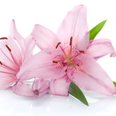 Flores lily pink