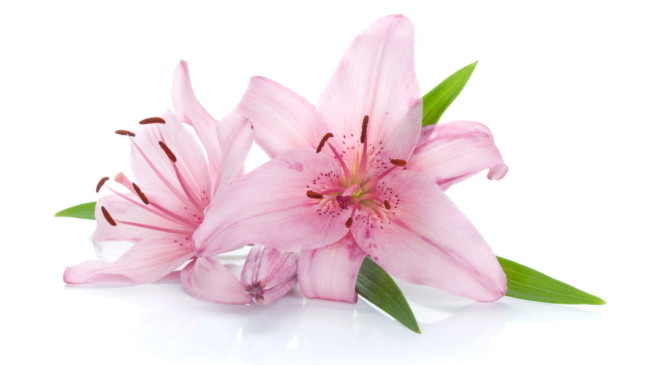 Flores lily pink Flores lily pink