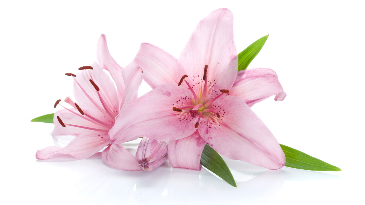 Flores lily pink Flores lily pink