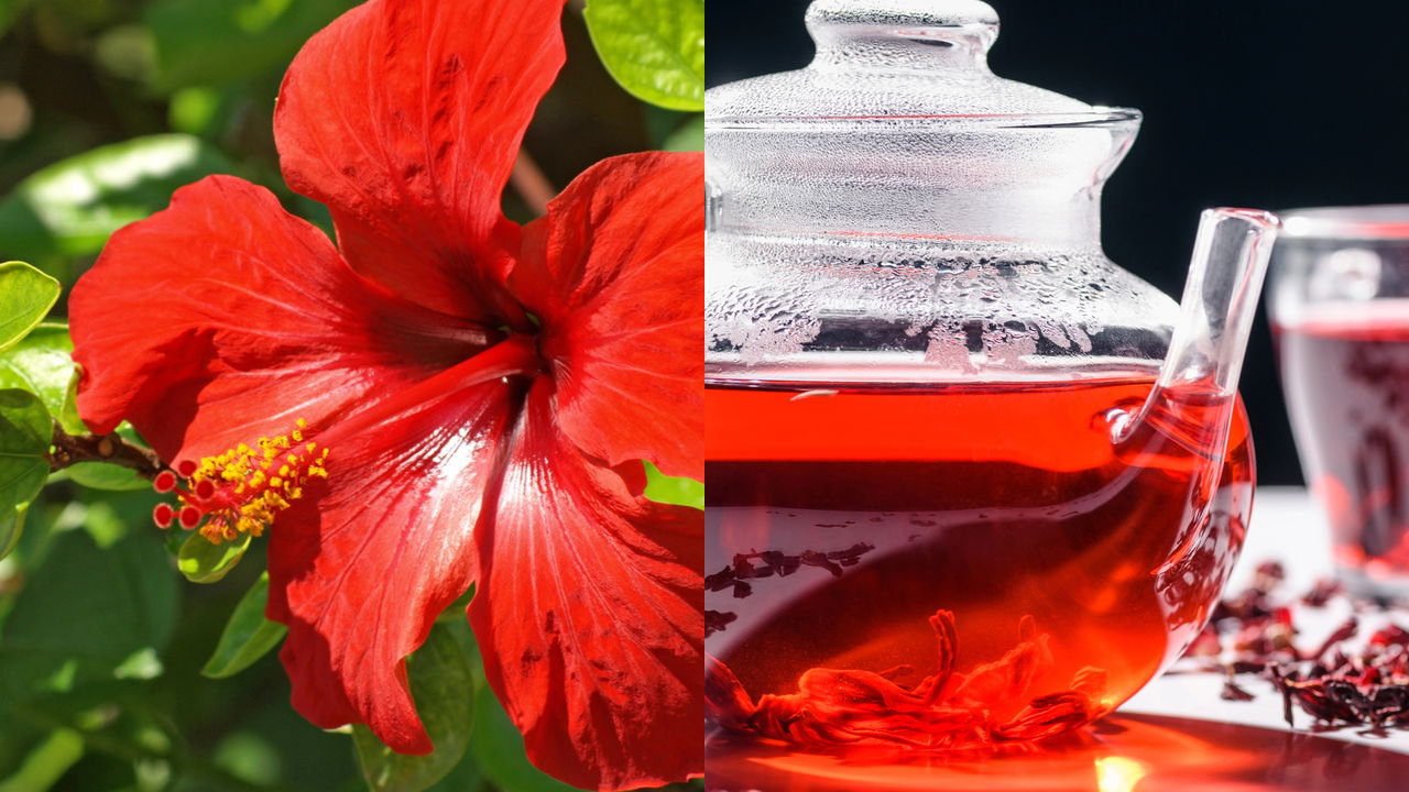 hibisco