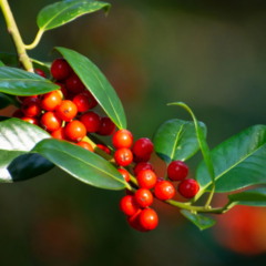 holly americano
