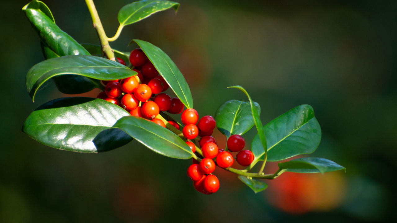 holly americano