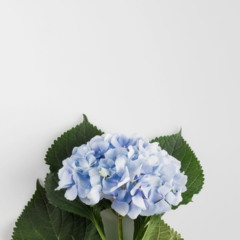 hortênsia