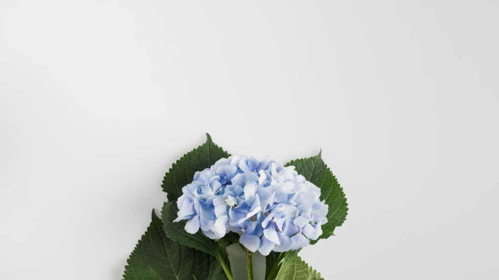 hortênsia