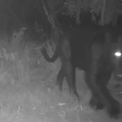 Descoberta é indício de conservação da biodiversidade da região