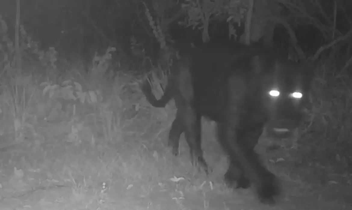 Descoberta é indício de conservação da biodiversidade da região