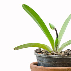Samurai Orchid