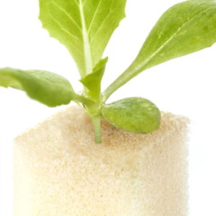 plantar alface baby
