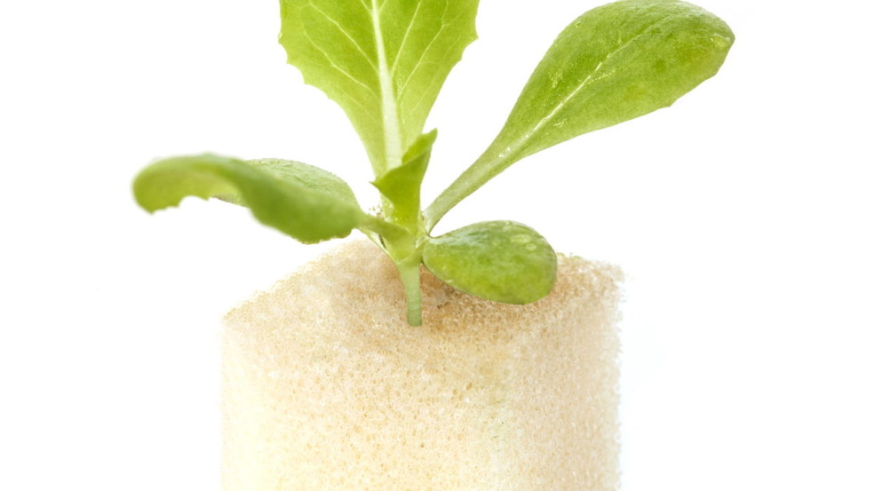 plantar alface baby
