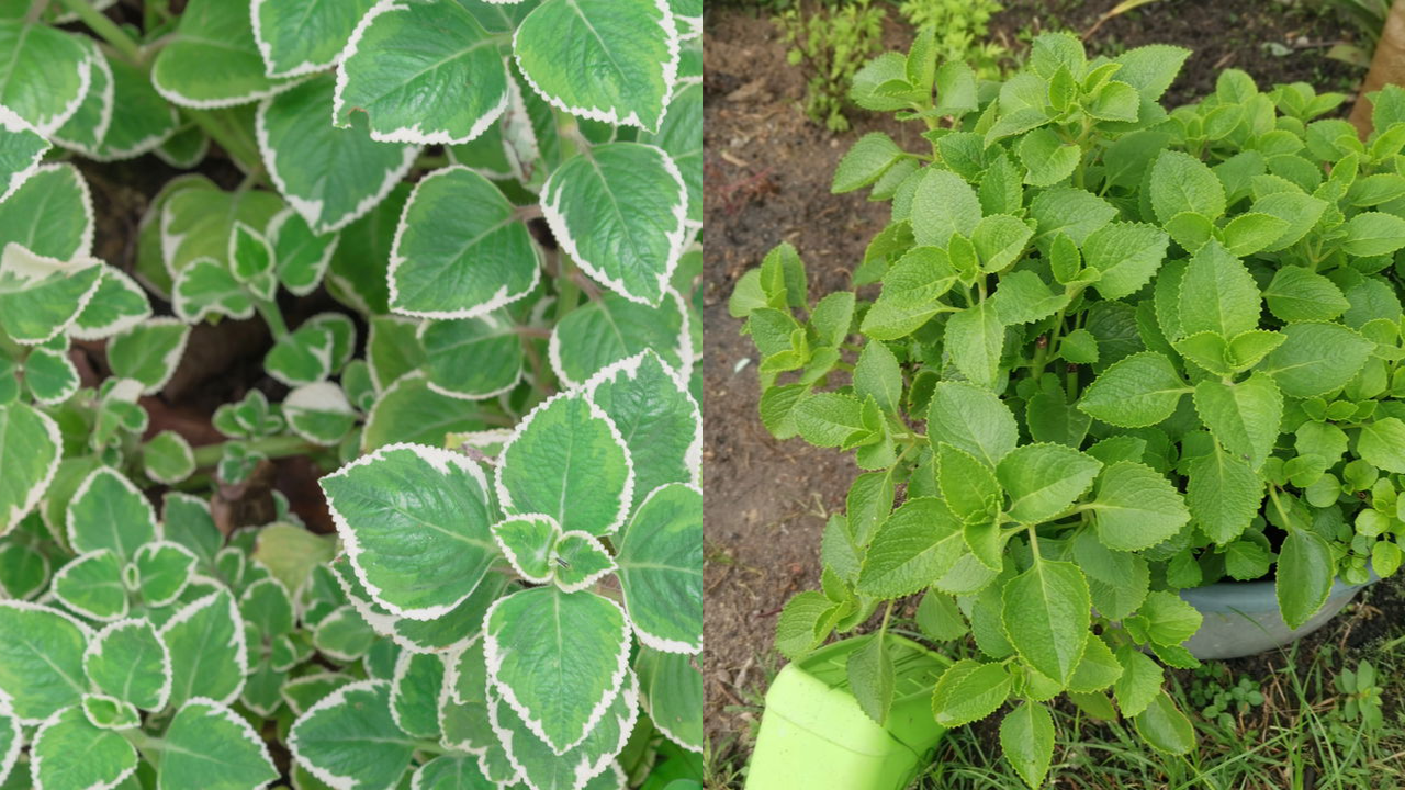 Plantar orégano mexicano