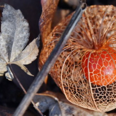 plantar physalis
