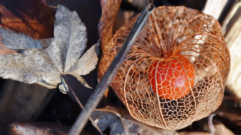 plantar physalis