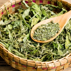 Cultive stevia