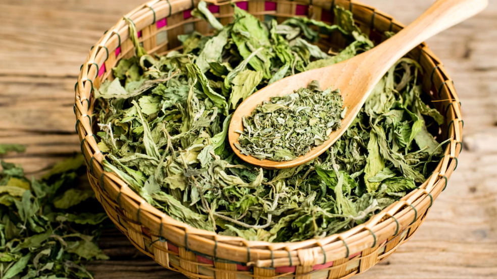 Cultive stevia Cultive stevia