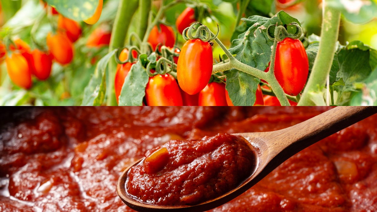 Tomate italiano