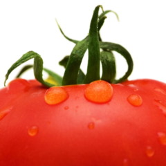 Tomate italiano