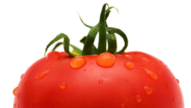 Tomate italiano