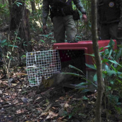 Foto: Julio Diniz