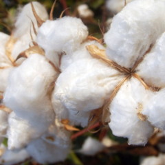 Algodão orgânico e tecido