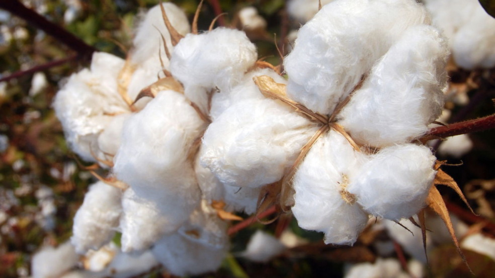 Algodão orgânico e tecido Algodão orgânico e tecido