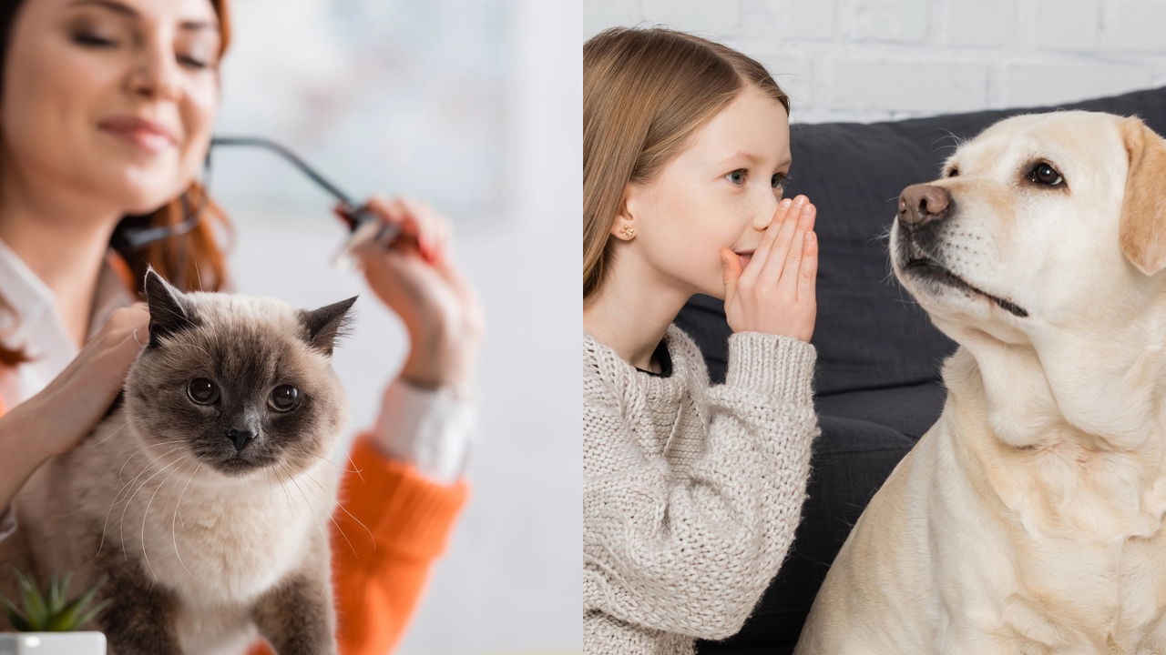 Cães e gatos