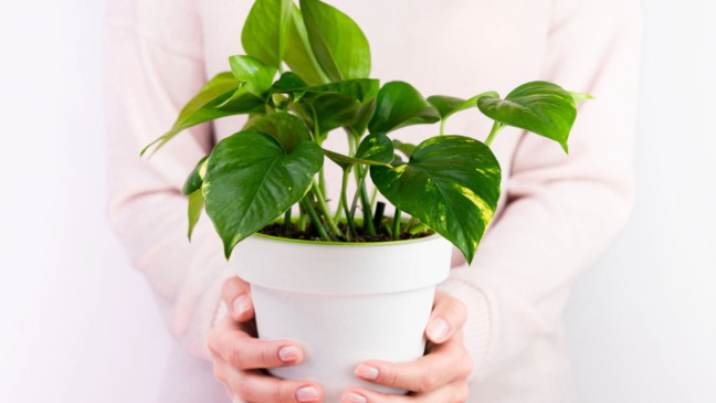 plantas plantas