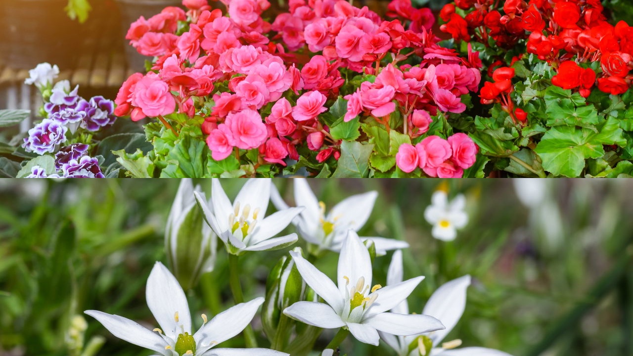 Flores o ano inteiro