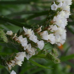 Yerba mansa