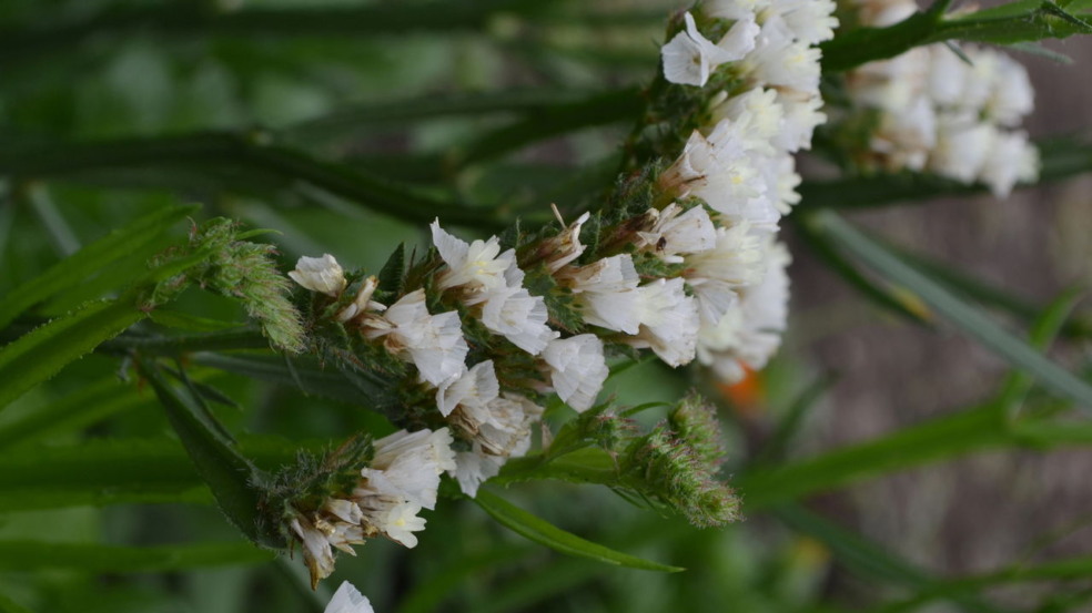 Yerba mansa Yerba mansa