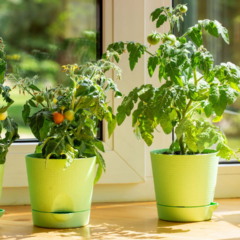 Horta na janela
