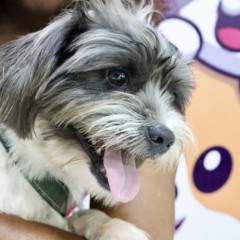 Foto: Luciana Carneiro
