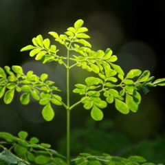 Planta que resiste